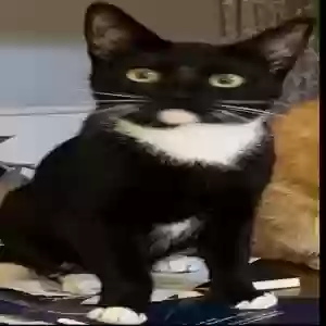 lost male cat sir purr