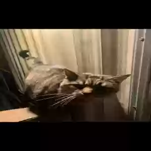 lost male cat buddy joe