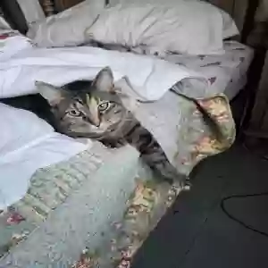 lost female cat unknown