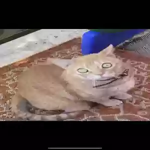 lost male cat ash
