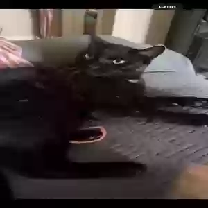 lost male cat baby ki