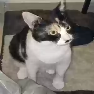lost female cat fatgirl