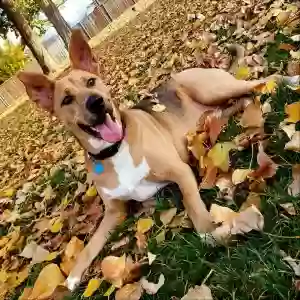 lost male dog texas