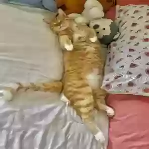 lost male cat benji