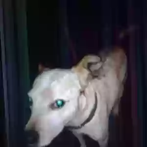 lost male dog bobo