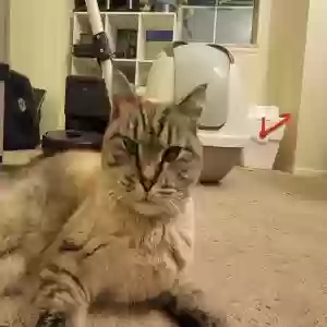 found female cat unknown