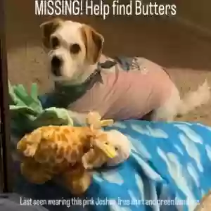 lost male dog butters