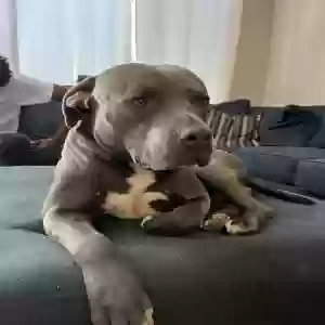 lost male dog toby
