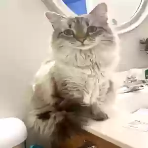 lost female cat izzy