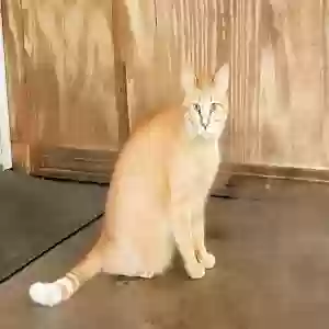 lost male cat frank wintzell 