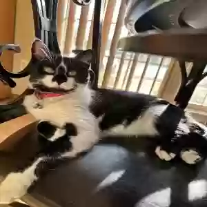 lost female cat luna