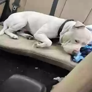 found male dog unknown
