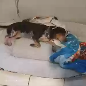 lost male dog milo barahona