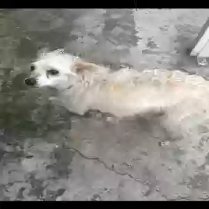 lost male dog whitey