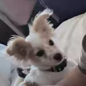 lost male dog poochie
