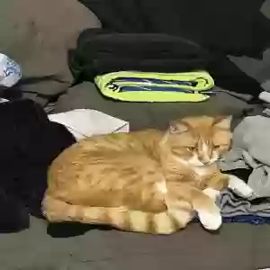 lost male cat george