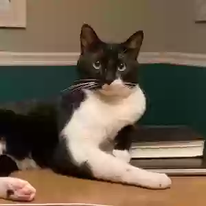 lost male cat little