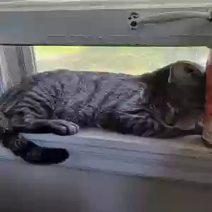lost male cat garbage