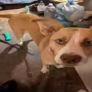 lost male dog piglet