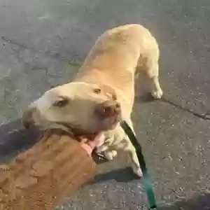 found female dog unknown
