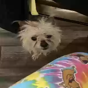 found female dog unknown