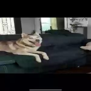 lost male dog astro