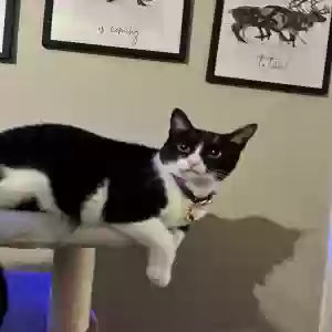 lost female cat winona