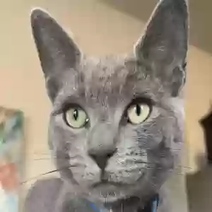 lost male cat renji