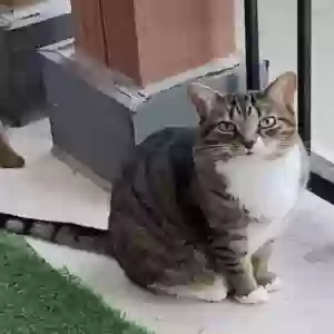 lost female cat snag