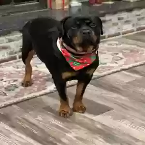 lost female dog freya