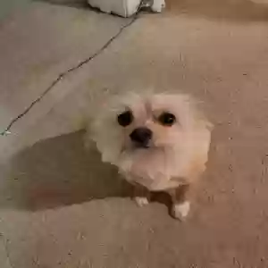 lost male dog mikki (mee-kee)