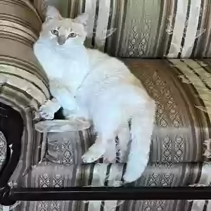 lost male cat zully
