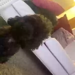 lost male dog unknown