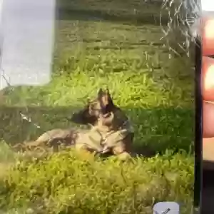 lost female dog molly
