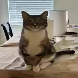 lost male cat jj