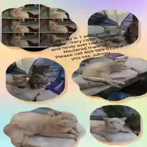 lost male cat little johnny