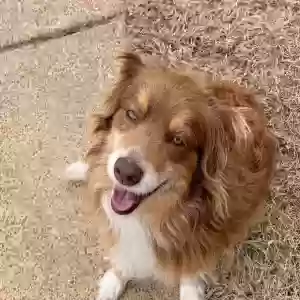 lost female dog bella