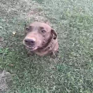 lost female dog unknown