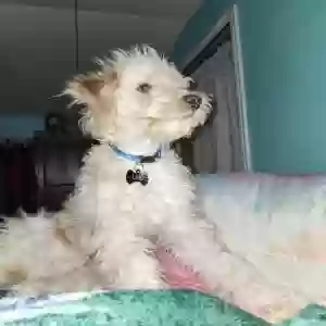 lost male dog leo