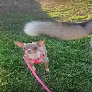 lost female dog made