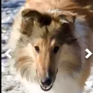 lost male dog not yet named