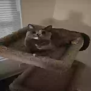 lost female cat milly