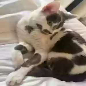 lost female cat angelina 