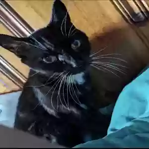 lost male cat scooter