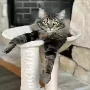 lost male cat lenny