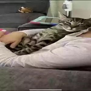 lost male cat theo
