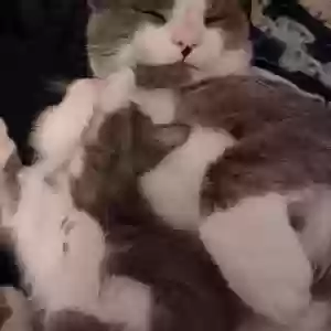 lost male cat nintendo