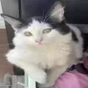 lost female cat cow