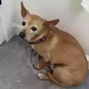 lost male dog rascals