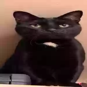 lost male cat sirius